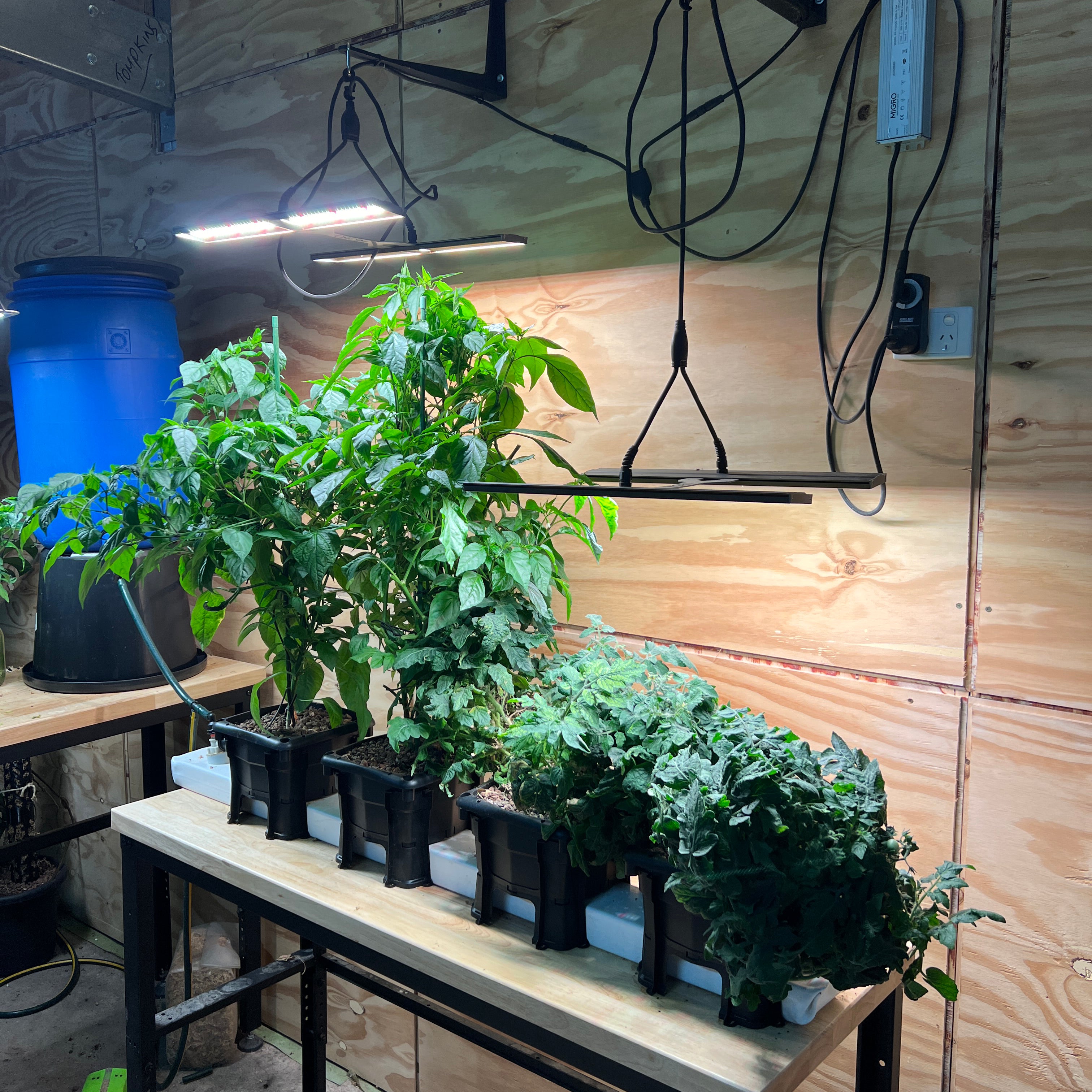 Wicking hydroponic system - hooch multi bucket system