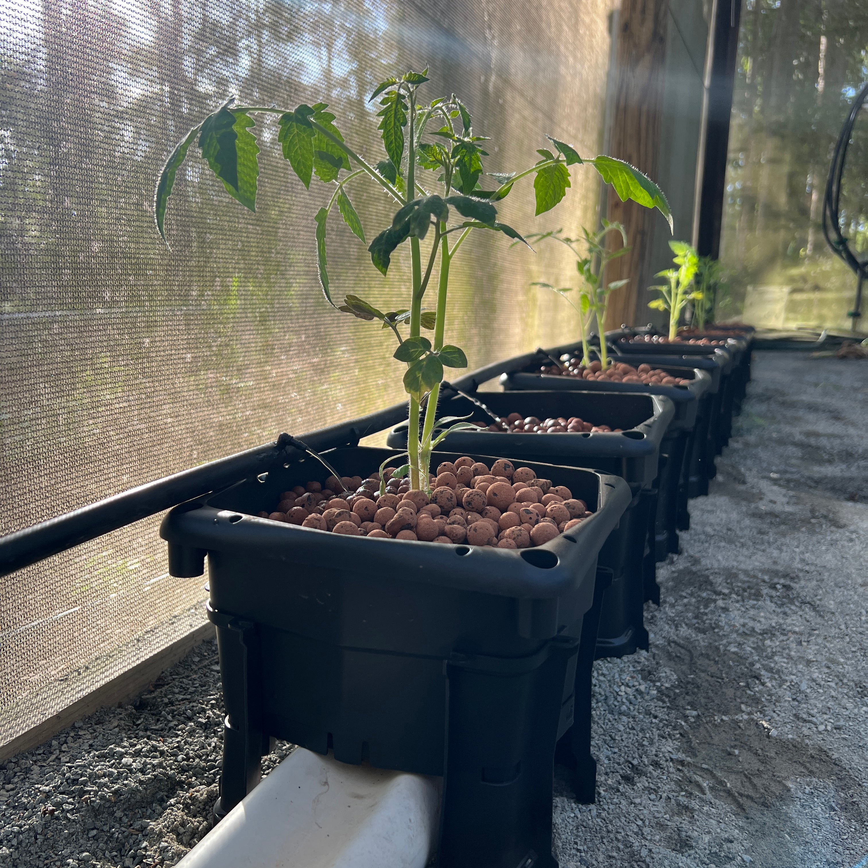 Wicking hydroponic system - hooch multi bucket system