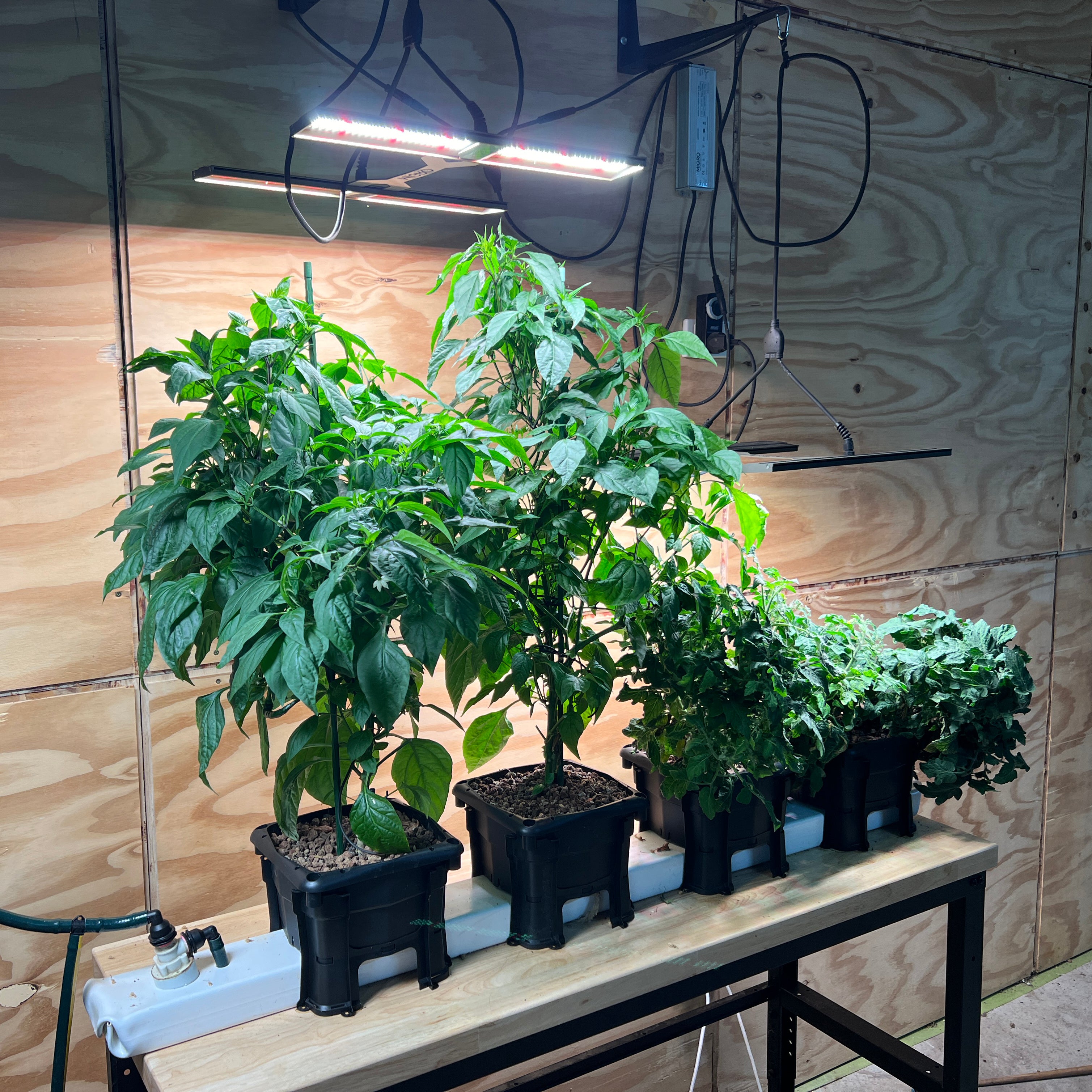 Wicking hydroponic system - hooch multi bucket system