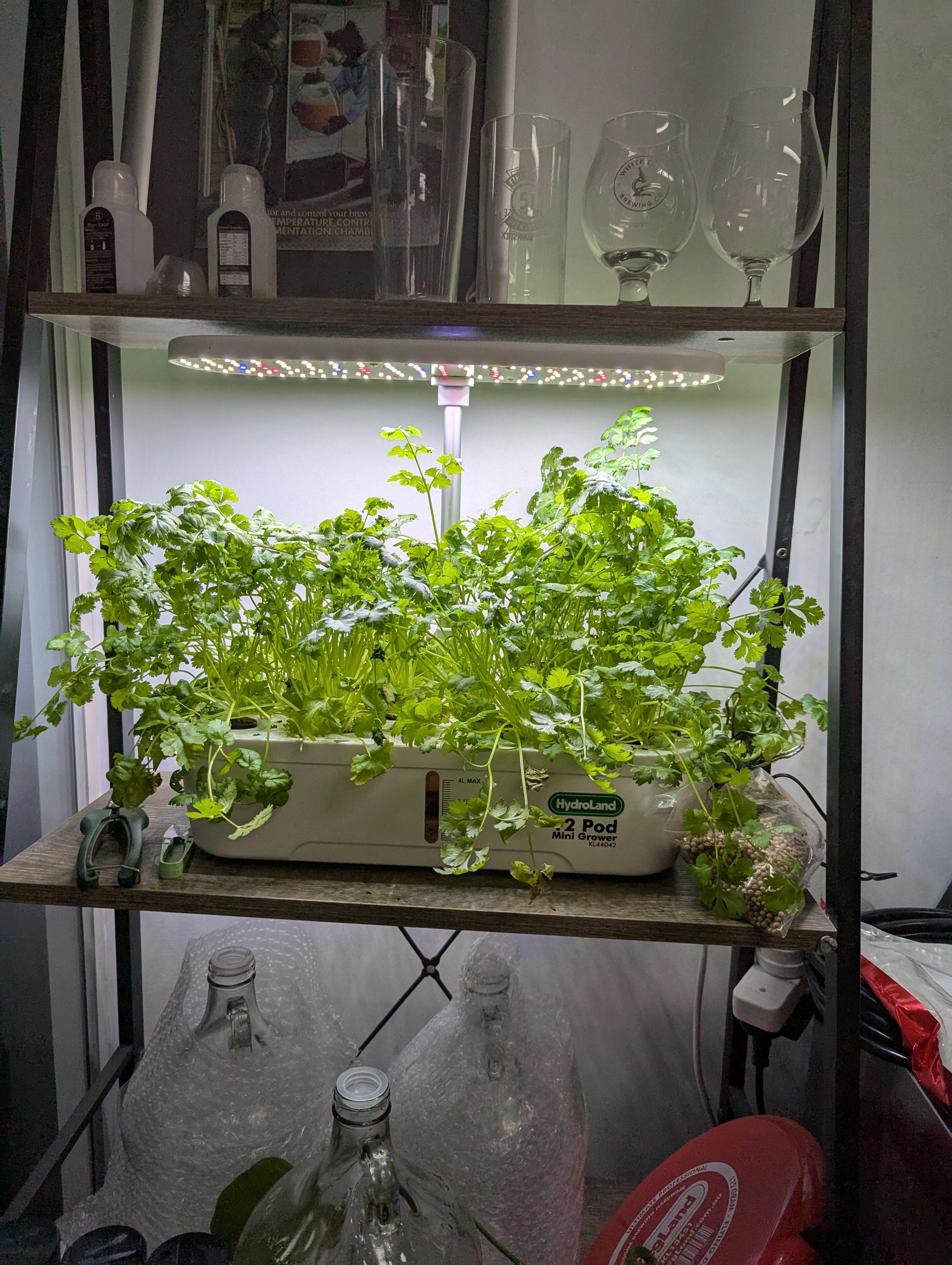 12 Pod, hydroponic system, growing herbs like coriander