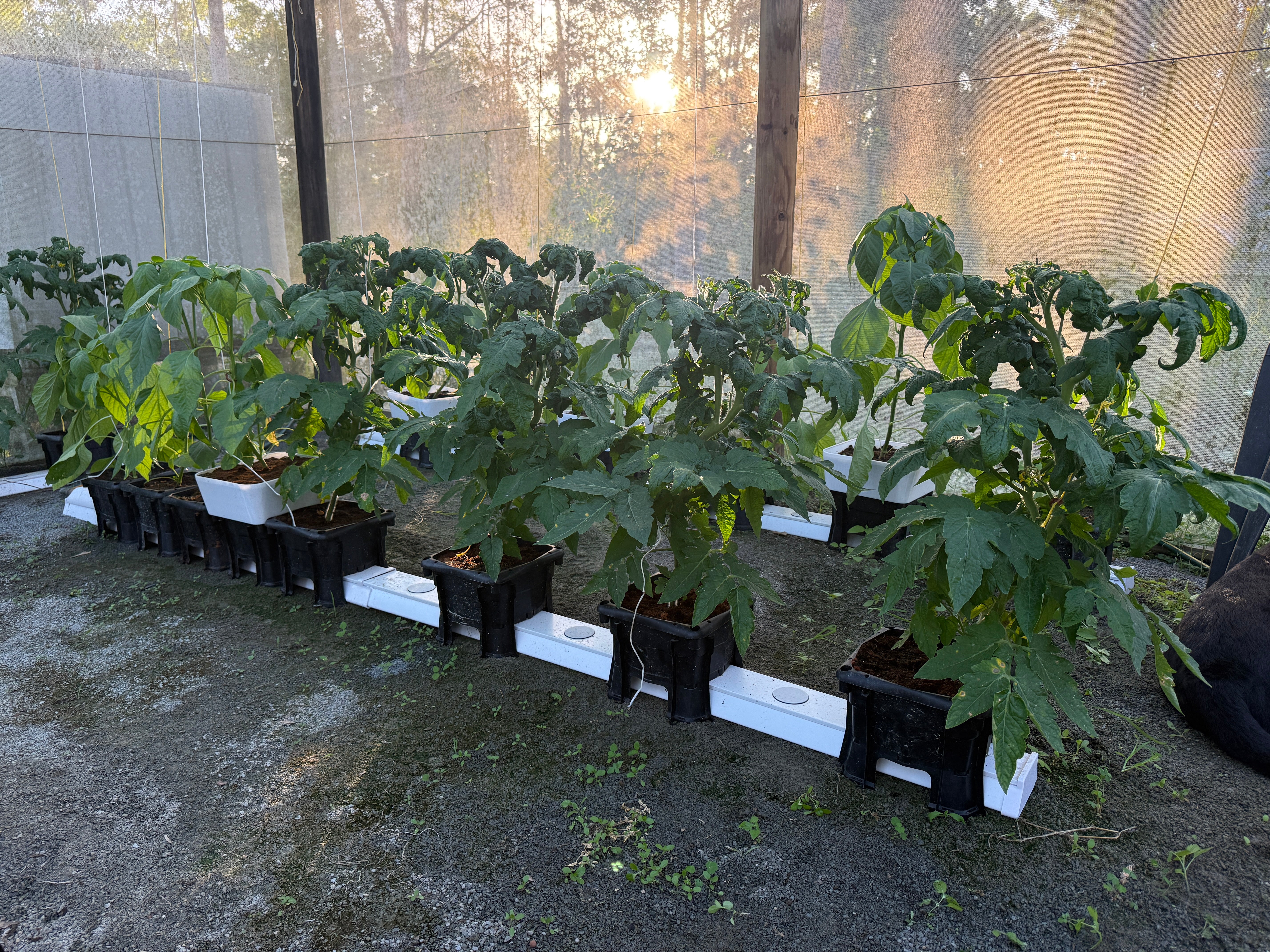 24 Bucket Hooch Multi-Bucket Rain Gutter Grow System Kit