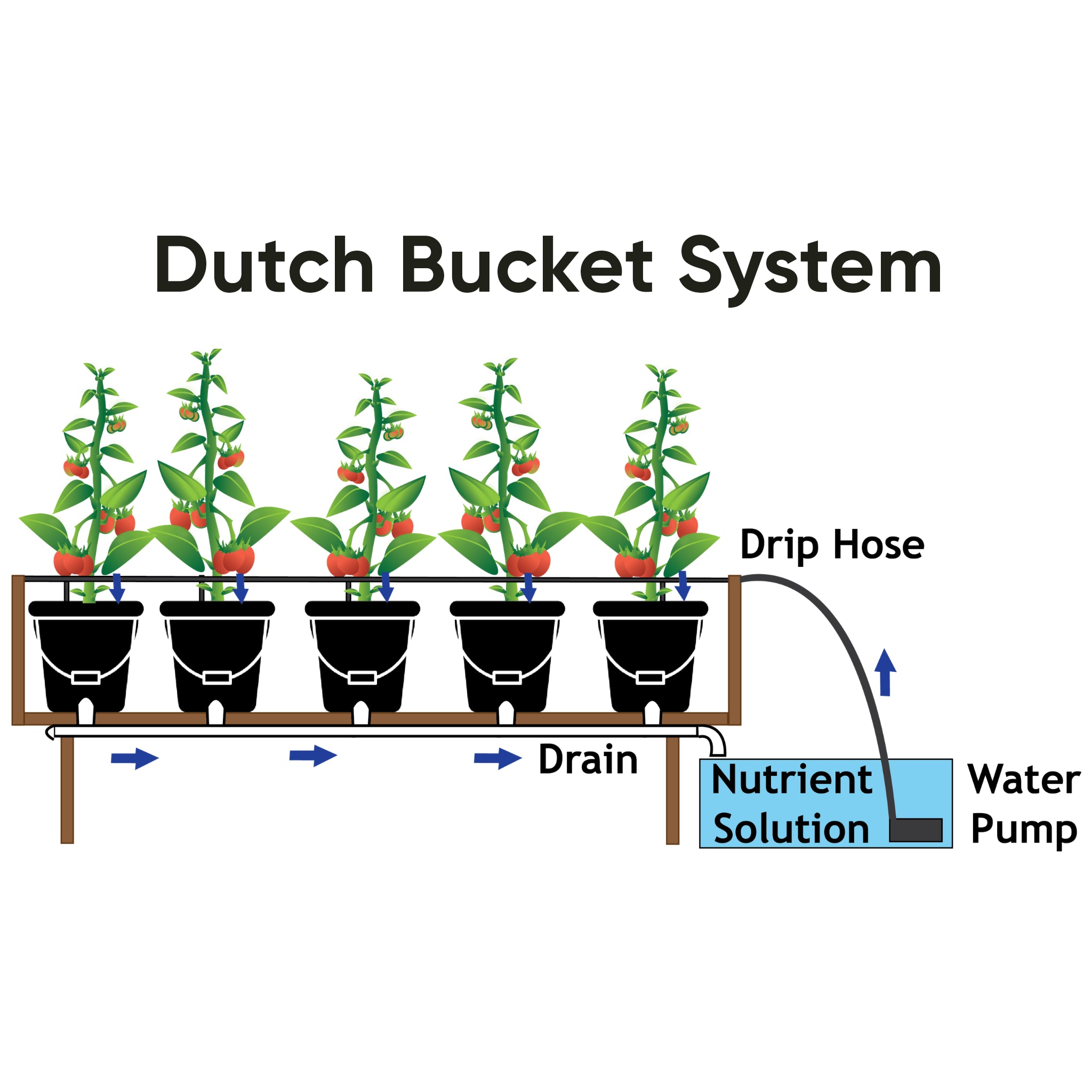 Illustrated diagram set up of a Dutch Bato Bucket system with Tomatoes.