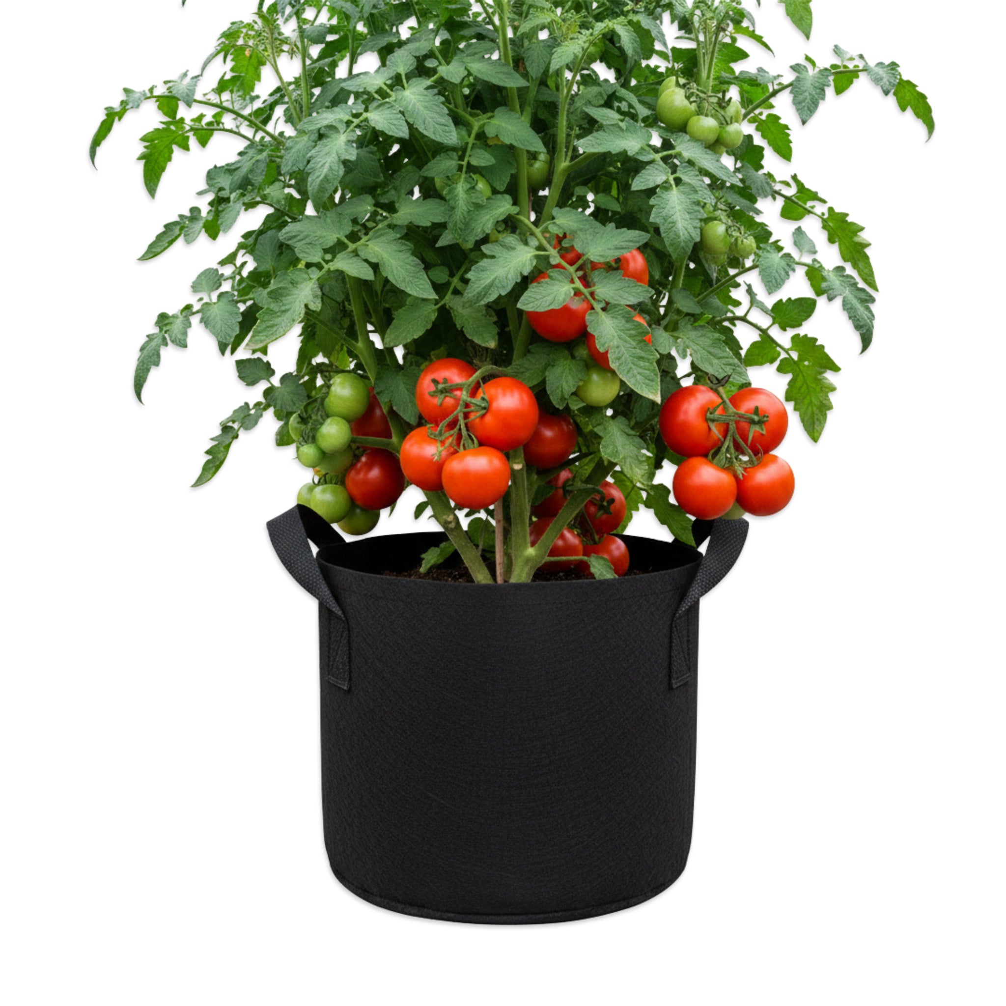 Bountiful tomato crop from a HydroLand Heavy Duty Woven Plastic Grow Bag in 7 gallon.