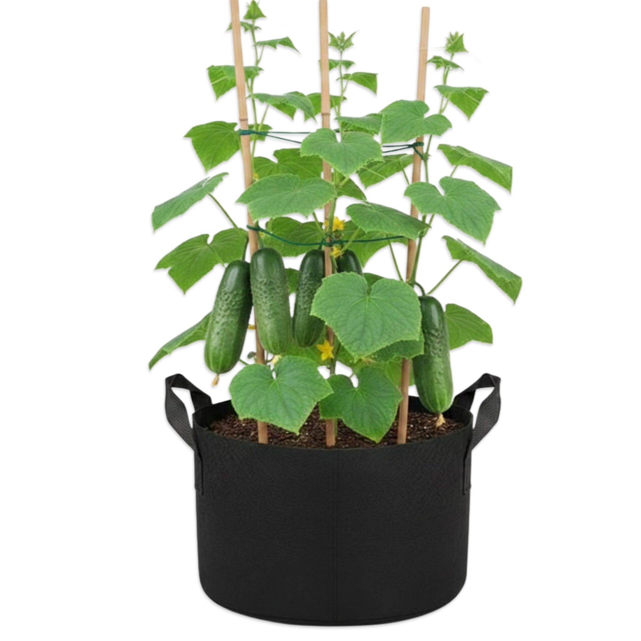 Medium to Large size Grow Bag to suit up to three large fruit or vegetable crops. Pictured is three Cucumber plants for Example.