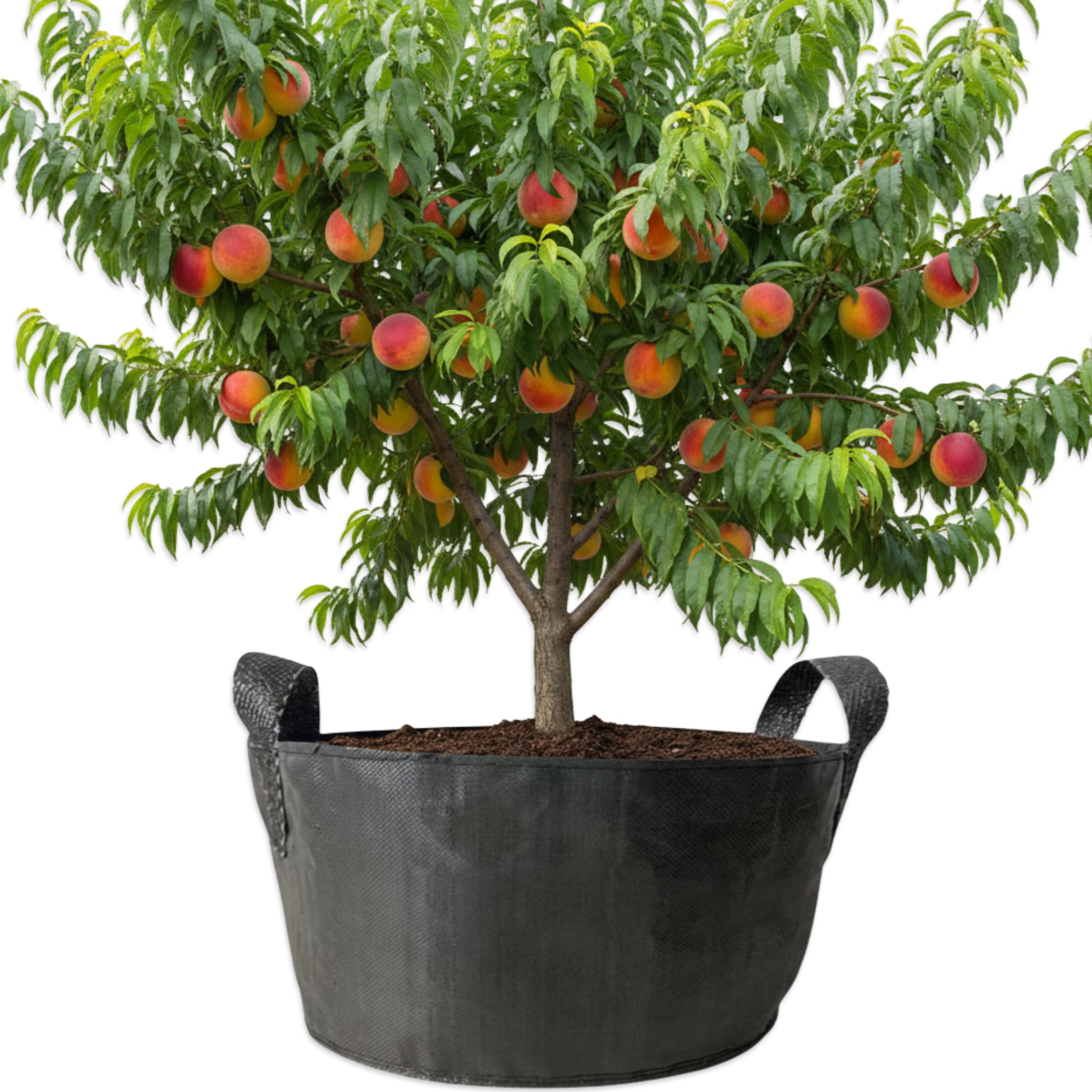 Large peach tree growing out of the largest wicking grow bag. The 25 gallon monster!