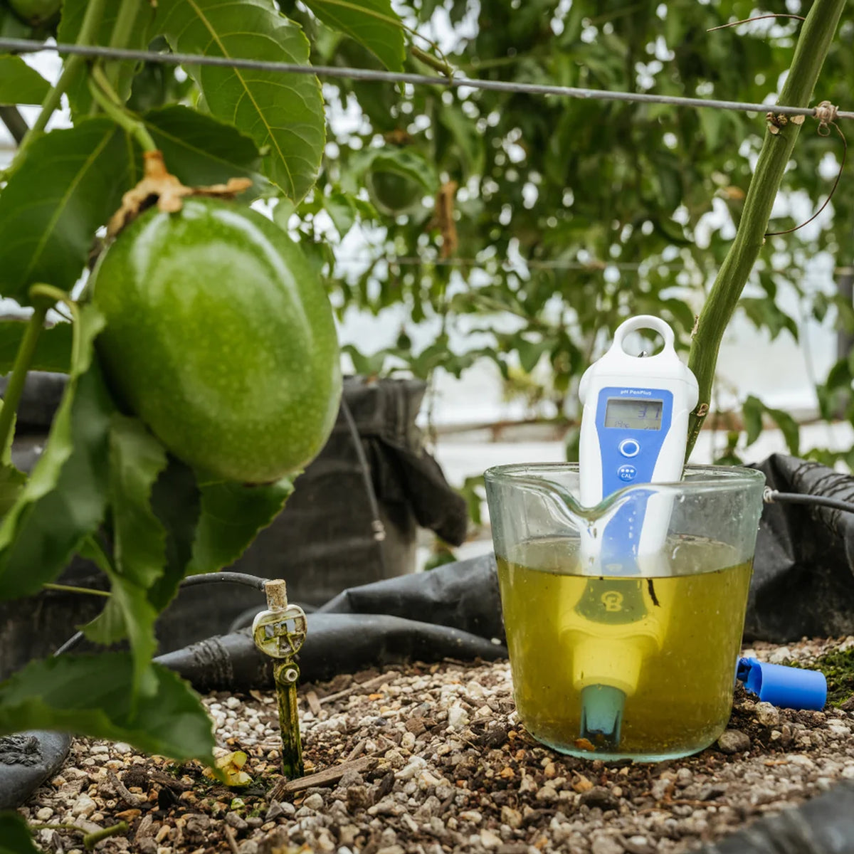 IP68 waterproof BlueLab pH PenPlus submerged in a glass jug of hydroponic nutrient solution in a garden.